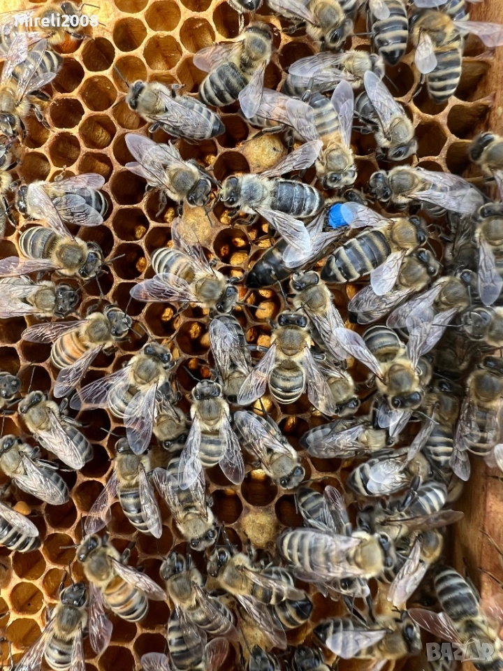 Пчелни майки и отводки, снимка 1