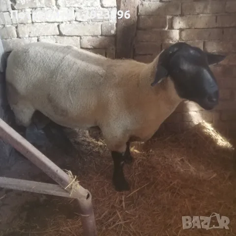 Продавам мъжки Суфолк , снимка 2 - Овце - 55877487