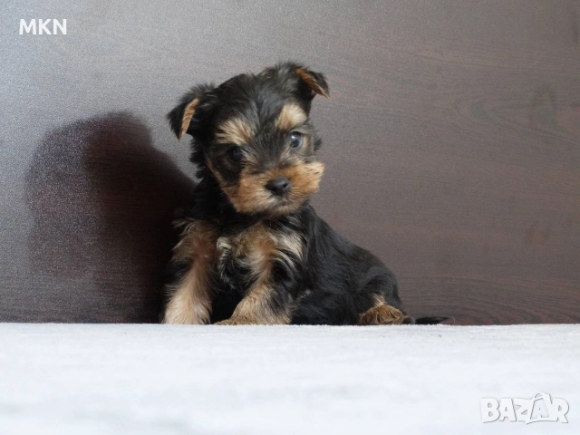 Йоркширски териер йорки , снимка 2 - Йоркширски териер - 52977514