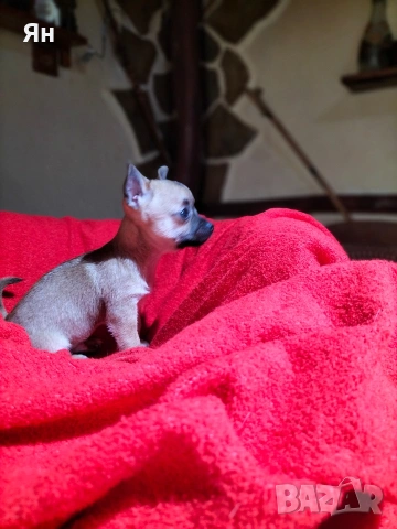 чихуахуа момичета , снимка 3 - Чихуахуа - 52745242