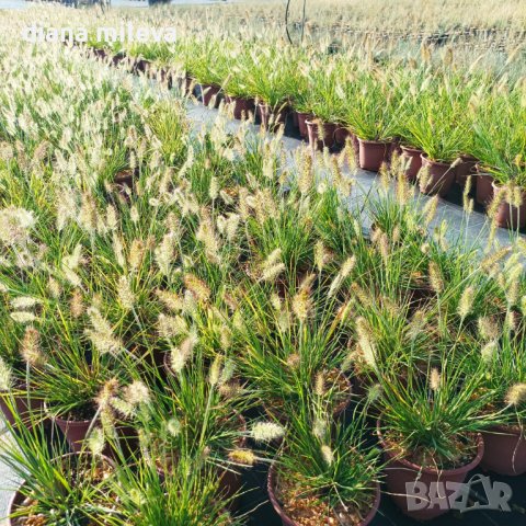 Пенисетум Малкото зайче, Pennisetum alopecuroides Little Bunny , снимка 9 - Градински цветя и растения - 42225243