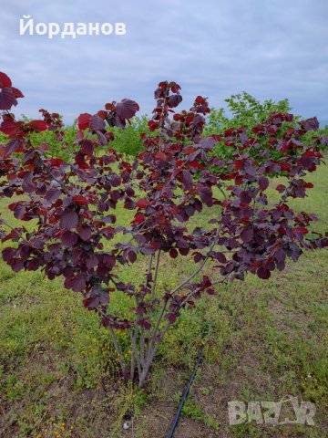 Български лешници без черупка - реколта 2025 г., снимка 10 - Други - 35210181