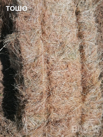 царевица, бали пшеничена и овесена слама, люцерна. трева, сено. 