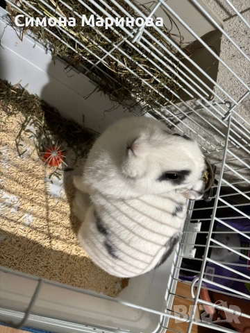 Декоративно зайче, снимка 2 - Декоративни зайчета - 53009076