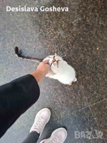 Търсим дом,  на мама Котана и бебе Топчо , снимка 6 - Други - 52941806