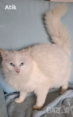 Турски Ангорец чистокръвен! Само до края на месеца!, снимка 2 - Ангорски - 47275982