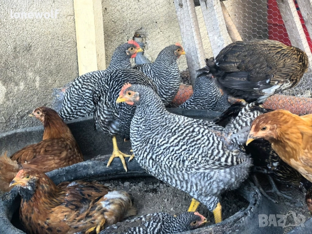 Млади петлета от породата Амрок, снимка 2 - Кокошки и пуйки - 51512690