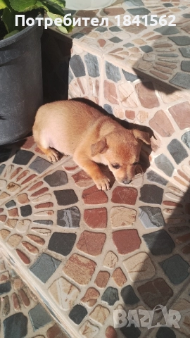 Продават се , снимка 3 - Пинчер - 52423373