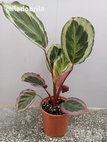 Калатея Розеопикта 