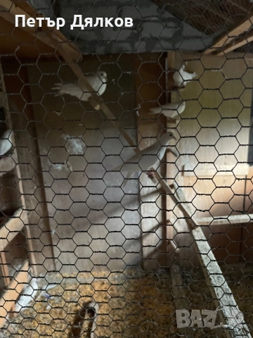 Продавам гълъби, снимка 2 - Гълъби - 52019839