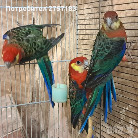 продавам жълтобуза розела 2 мъжки и 1 женска