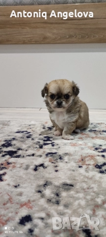 две момиченца , снимка 7 - Чихуахуа - 52869346