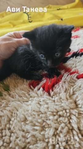 сладки мъници, снимка 1