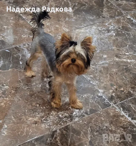 Йоркширски териер, снимка 6 - Йоркширски териер - 55494820
