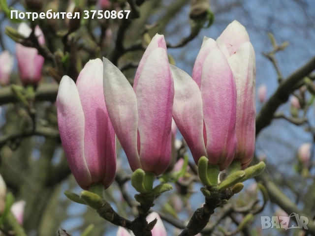 🩷🌿🌸 Магнолия Soulangeana (Magnolia × soulangeana), снимка 2 - Градински цветя и растения - 53822824