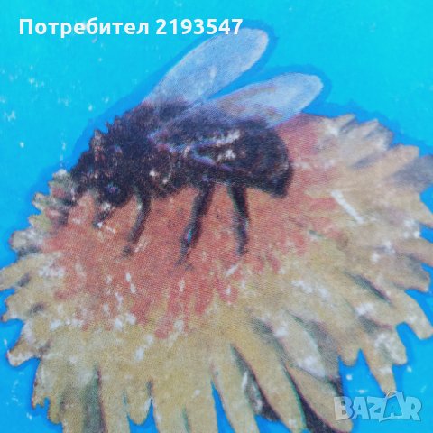 Биологични пчелни майки и отводки, снимка 1 - Други животни - 35671695
