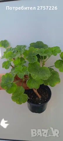 Pelargonium Millfield rose , снимка 2 - Стайни растения - 56374670