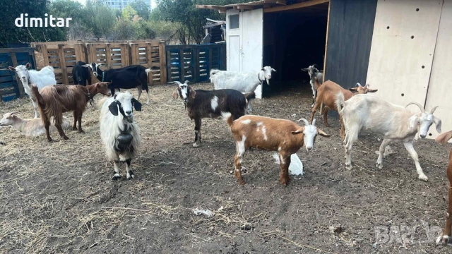 Ярета почти кози вече, снимка 1