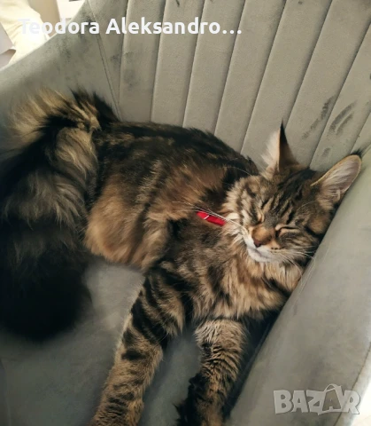 Търсим си партньор - мъжки Мейн Кун , снимка 5 - Мейн кун - 51291389