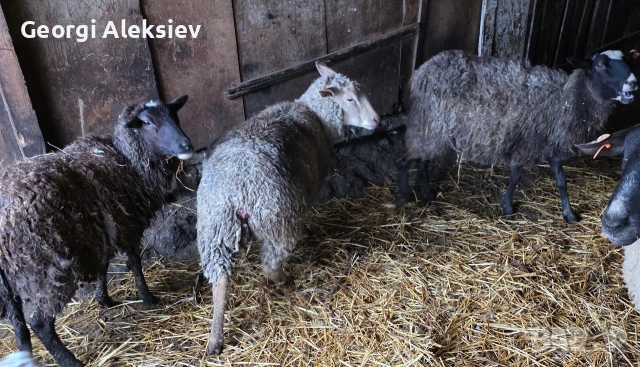 Романовски овце, снимка 10 - Овце - 53627321