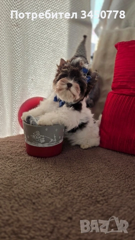 мини йоркшир момче, снимка 14 - Йоркширски териер - 53006502