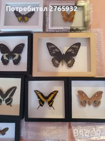 Истински Пеперуди в рамка, снимка 13 - Декорация за дома - 49843881