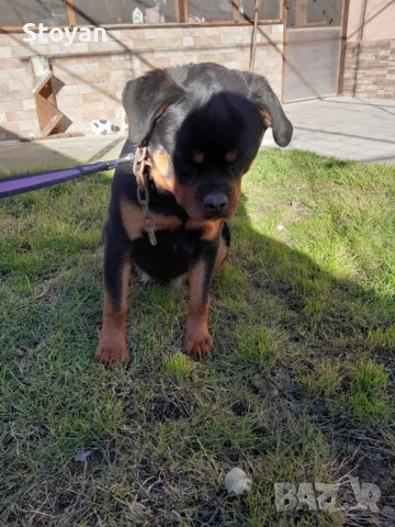 Продавам ротвайлер , снимка 4 - Ротвайлер - 52954574