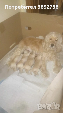 Продавам най-хубавите кокери, снимка 2 - Кокер шпаньол - 53423969