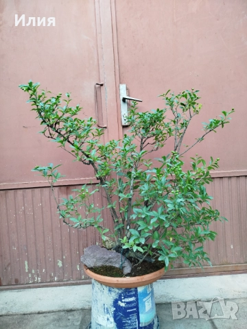 Бонсай заготовка Лигуструм 