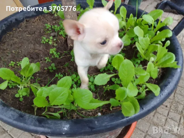 Джуджета мини мини, снимка 6 - Чихуахуа - 49937684