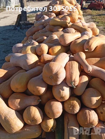 Продавам тикви-цигулки, снимка 3 - Домашни продукти - 56363522