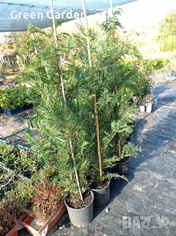 Лейланди 150-170 см., снимка 2 - Разсади - 52005909