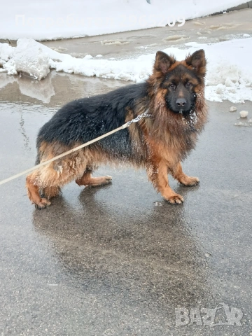 Немска овчарка, мъжко, снимка 2 - Немска овчарка - 53758712