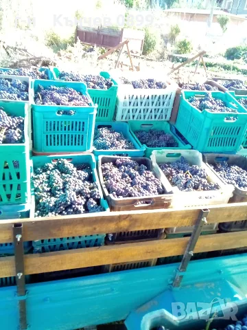 продавам грозде мерло и Каберне , снимка 4 - Домашни продукти - 56088041