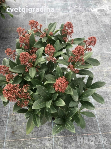 Skimia Japonika-Скимия, снимка 3 - Градински цветя и растения - 52163709