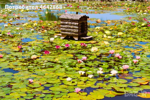 Фотографски услуги , снимка 6 - Фотографи - 53210411