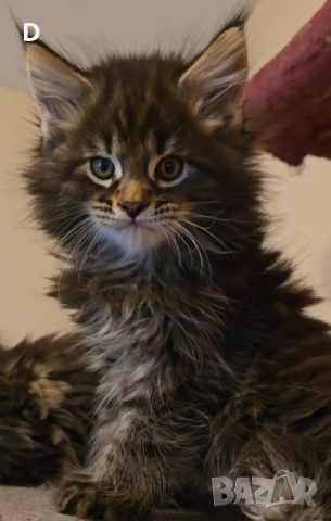 Уникални мейн куун дългокосмести котенца, снимка 5 - Мейн кун - 51780684