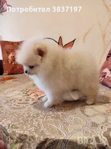 6 мъжки и 1 женско, снимка 5 - Померан - 52996319