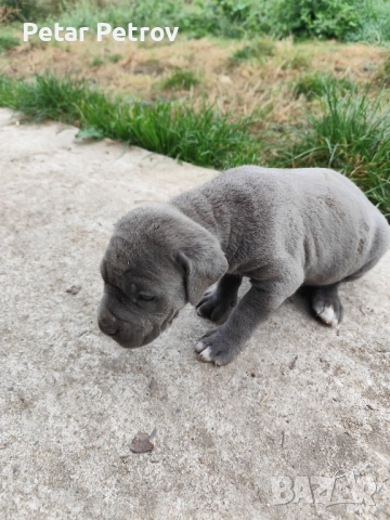 Кане Корсо бебета, снимка 4 - Кане корсо - 52413661