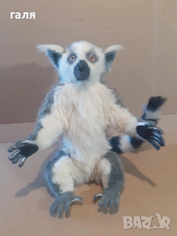 Плюшен пръстеноопашат лемур