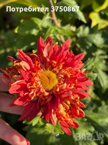 💜🌿🩷 Високостеблени хризантеми , снимка 17 - Градински цветя и растения - 52420302
