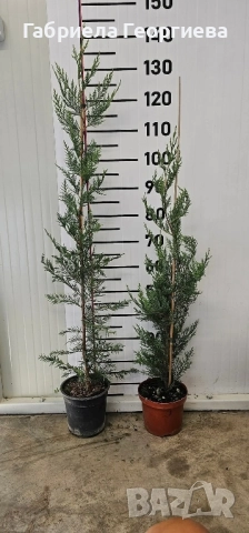 Лейландски кипарис , снимка 2 - Градински цветя и растения - 51477241