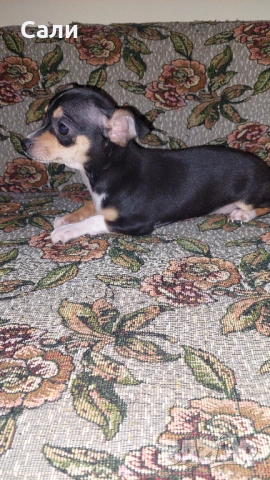 Продавам чихупинчерче, снимка 3 - Пинчер - 52872680