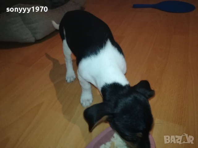 ДЖАК РЪСЕЛ-ЖЕНСКО НА 2 МЕСЕЦА 3110251531, снимка 14 - Джак ръсел териер - 52247345