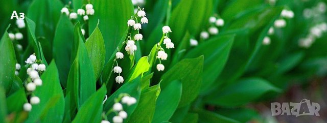 Продавам цветя Момина сълза, бяла и розова (гъсти съцветия) – разсад, снимка 4 - Разсади - 39640258