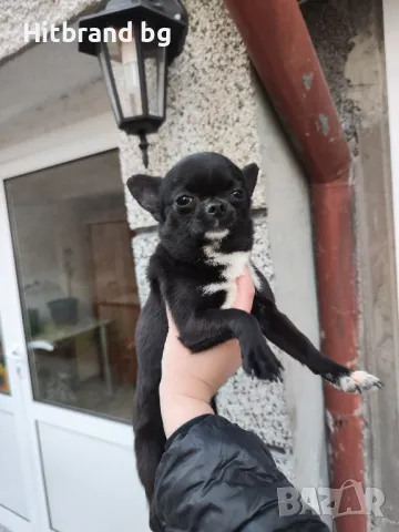 Мъжко за разплод , снимка 2 - Търси партньор - 47476385