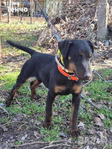 Мъжки ягдтериер