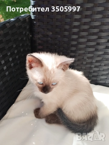 Продавам сиамско коте-момиченце, снимка 1