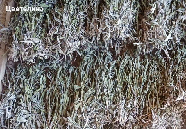 Градински чай/Salvia officinalis/, снимка 4 - Домашни продукти - 27181949