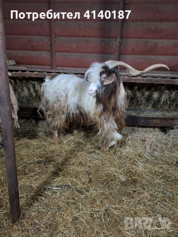 продавам пръч на две години дългокосмест , снимка 2 - Кози - 53569983